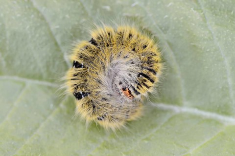 Clover moth (Lasiocampa trifolii), caterpillar, France