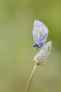 Chapman's blue (Polyommatus thersites), female, France