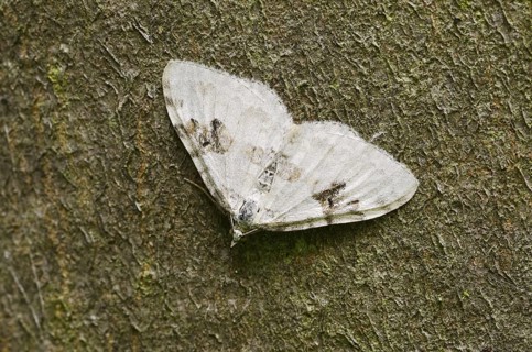 Black-banded leafhopper (Xanthorhoe montanata), North Rhine-Westphalia, Germany