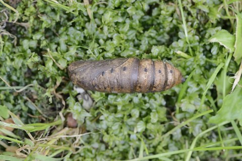 Elephant hawk-moth (Deilephila elpenor), pupa, North Rhine-Westphalia, Germany