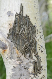 Ringlet moth (Malacosoma disstria), caterpillars on a tree trunk, Waterton Lakes National Park,