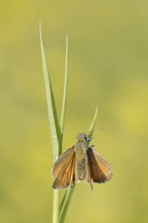 Small Skipper or Small Skipper (Thymelicus sylvestris), North Rhine-Westphalia, Germany