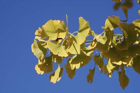 Ginkgo or Ginko (Ginkgo biloba), leaves in autumn, North Rhine-Westphalia, Germany