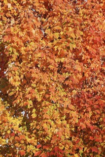 American sweetgum or starfish tree (Liquidambar styraciflua) in autumn, North Rhine-Westphalia,