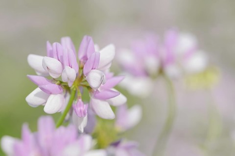 Colourful crown vetch (Securigera varia, Coronilla varia), flowers, North Rhine-Westphalia, Germany