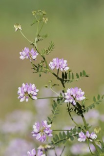 Colourful crown vetch (Securigera varia, Coronilla varia), flowering, North Rhine-Westphalia,