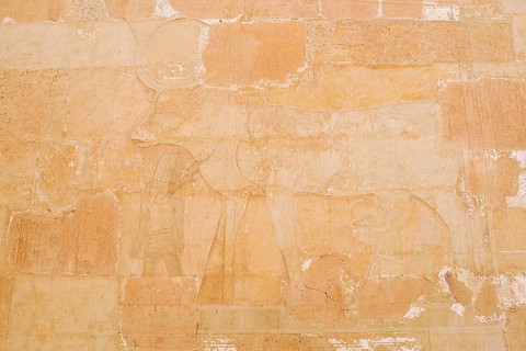 Relief of the Hathor Cow, Temple of Hatshepsut, Mortuary Temple of Hatshepsut, Deir el-Bahari,