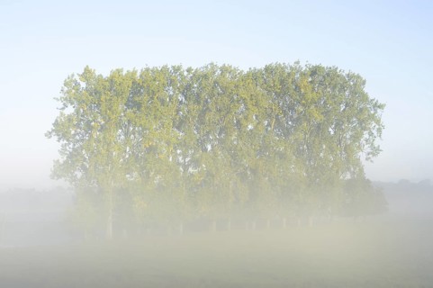Bastard black poplars or Canada poplars (Populus x canadensis, Populus x euramericana) in the