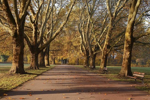 Path and common plane tree or Platanus × acerifolia (Platanus x hispanica, Platanus × acerifolia,