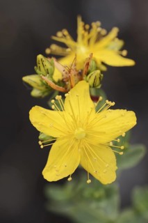 Common St John's wort or St John's wort (Hypericum perforatum), flower, North Rhine-Westphalia,