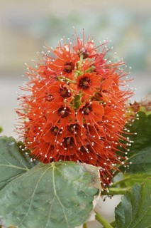 Natal honeybush (Greyia sutherlandii), inflorescence, South Africa
