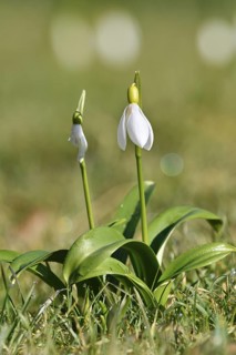 Snowdrops (Galanthus spec.), North Rhine-Westphalia, Germany