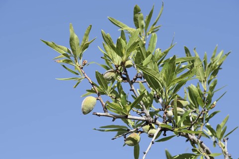 Almond tree (Prunus dulcis, Prunus amygdalus), branch with almonds, Algarve, Portugal