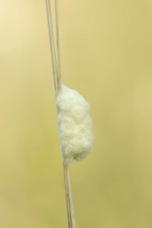 Braconid wasp (Braconidae), cocoon, North Rhine-Westphalia, Germany