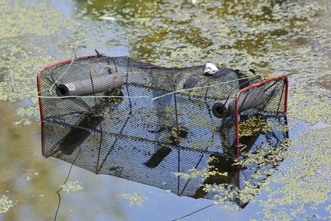 Newt trap for catching amphibians in a pond, North Rhine-Westphalia, Germany