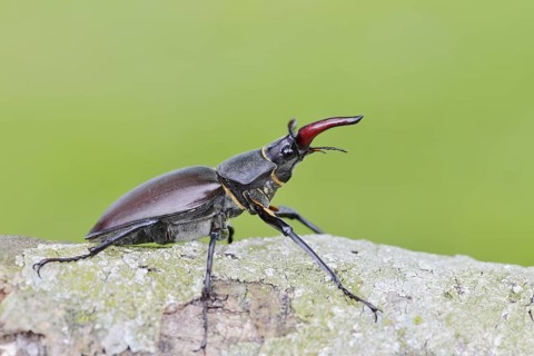 Stag beetle (Lucanus cervus), male, Normandy, France