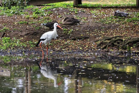 White stork (Ciconia ciconia) standing in a pond, foraging, Ströhen Zoo, Wagenfeld, Diepholz, Lower