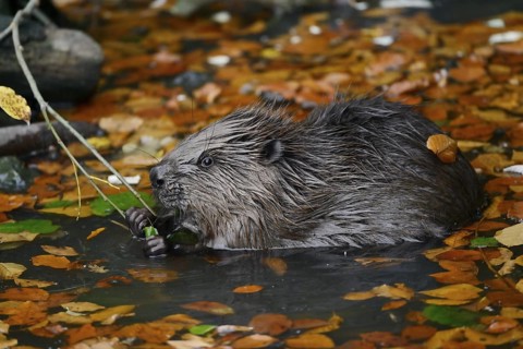 European beaver (Castor fiber), young animal feeding on a branch in the water, autumn, North