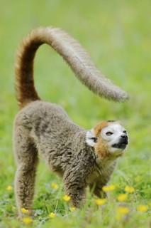 Crowned lemur (Eulemur coronatus), male, captive, found in Madagascar