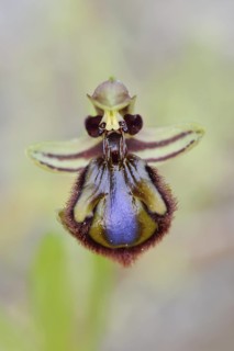 Mirror orchid (Ophrys speculum), flower, Majorca, Balearic Islands, Spain