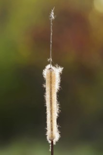 Broad-leaved bulrush (Typha latifolia), fruit stand, North Rhine-Westphalia, Germany