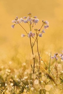 Meadowfoam (Cardamine pratensis) backlit at sunrise, North Rhine-Westphalia, Germany
