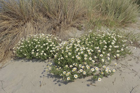 Beach dog chamomile (Anthemis maritima, Camomille maritime), flowering, Camargue, Provence,