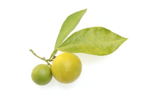 Bitter orange or bitter orange (Citrus × aurantium), fruit and leaves against a white background