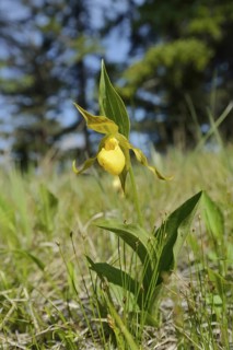 Lady's slipper (Cypripedium parviflorum var. pubescens), flower, Jasper National Park, Alberta,