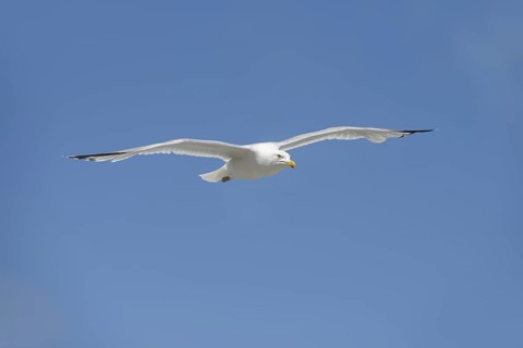 Herring Gull (Larus argentatus) in flight, Normandy, France