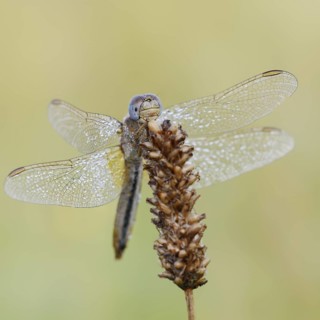 Scarlet Dragonfly (Crocothemis erythraea), female with dewdrops, North Rhine-Westphalia, Germany