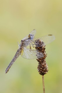 Scarlet Dragonfly (Crocothemis erythraea), female with dewdrops, North Rhine-Westphalia, Germany