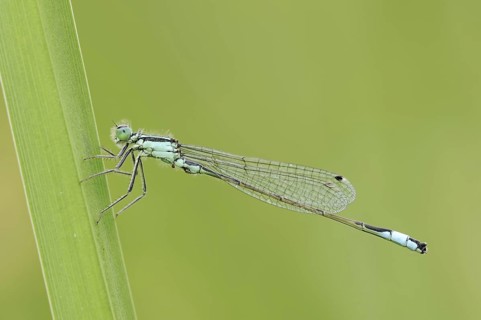 Blue-tailed damselfly (Ischnura elegans), male, North Rhine-Westphalia, Germany