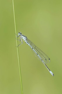 Horseshoe Damselfly (Coenagrion puella), male, North Rhine-Westphalia, Germany