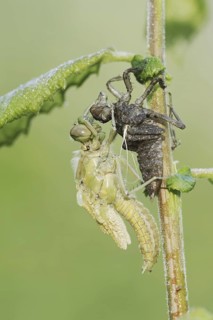 Black-tailed Skimmer (Orthetrum cancellatum), freshly hatched with exuvia, North Rhine-Westphalia,