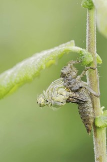 Black-tailed Skimmer (Orthetrum cancellatum), hatch, larva, dragonfly larva, North