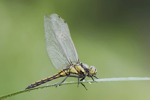 Black-tailed Skimmer (Orthetrum cancellatum), female, North Rhine-Westphalia, Germany