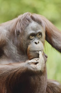 Bornean orangutan (Pongo pygmaeus), female, captive, occurring on Borneo