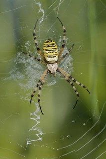 Wasp spider (Argiope bruennichi), female in web, North Rhine-Westphalia, Germany