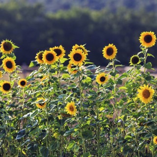 Common sunflowers (Helianthus annuus) in a field for self-pickers, Marienmünster, Teutoburg Forest