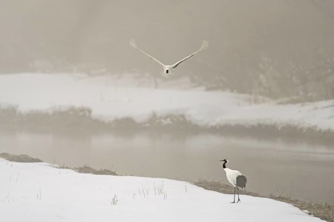 Manchurian crane (Grus japonensis), in flight, winter, snow, river, Tsurui, Akan district,