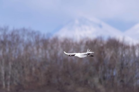 Manchurian crane (Grus japonensis), in flight, Tsurui, Akan district, Hokkaido, Japan