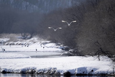 Manchurian cranes (Grus japonensis), in flight, winter, snow, river, Tsurui, Akan district,