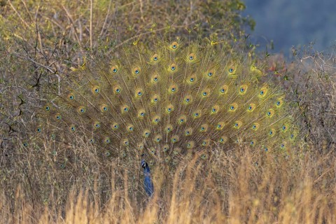 Indian peafowl (Pavo scalloped ribbonfish), male, in grassland, Bandhavgarh National Park,