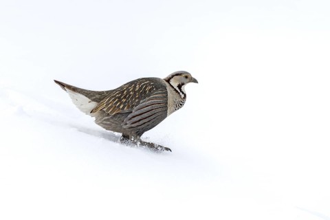 Himalayan King Chicken (Tetraogallus himalayensis), Himalayas, Spitital, Kaza, Himachal Pradesh,