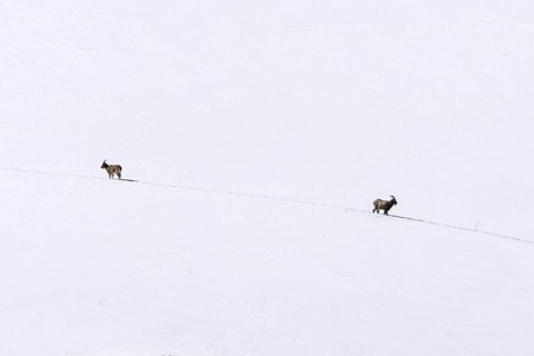Siberian ibex (Capra sibirica), in the snow, running apart, Himalayas, Spitital, Kaza, Himachal