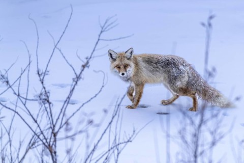 Tibetan red fox (Vulpes vulpes montana), in the snow, Himalayas, Spitital, Kaza, Himachal Pradesh,