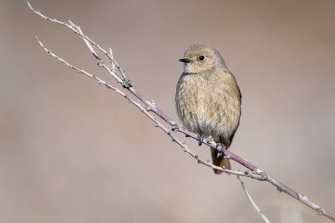 Giant Redstart (Phoenicurus erythrogastrus), female, Himalayas, Spitital, Kaza, Himachal Pradesh,