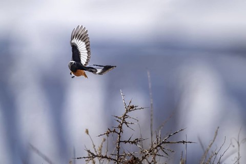 Giant Redstart (Phoenicurus erythrogastrus), male, Himalayas, Spitital, Kaza, Himachal Pradesh,