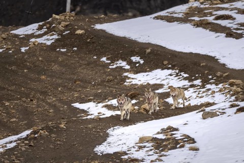 Tibetan wolves (Canis lupus chanco), in a pack, snow, Himalayas, Spitital, Kaza, Himachal Pradesh,